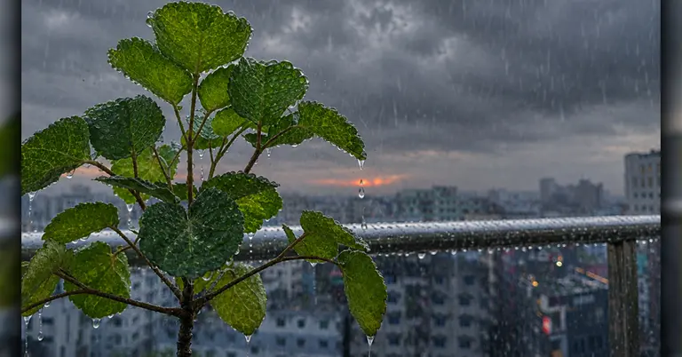 বৃষ্টি ভেজা শহর